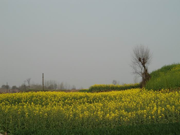 點擊查看放大圖